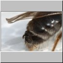 Schlupf eines Stylops-Maennchens 04.jpg